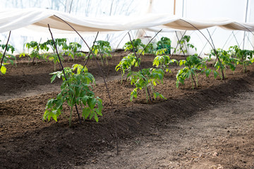 tomato seedlings growing in a greenhouse - selective focus