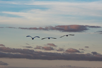 Oiseaux en vol