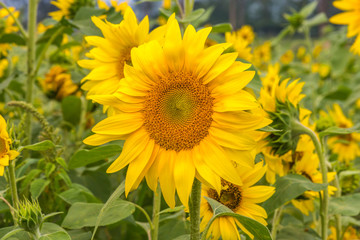 Sunflowers ready to harvest