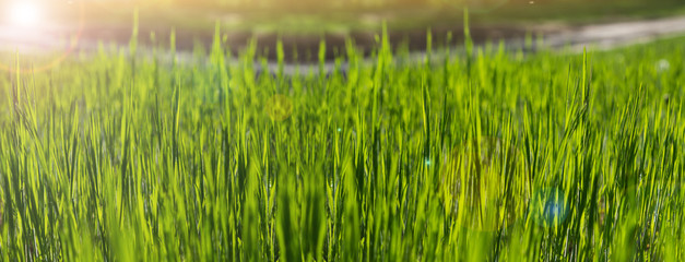 Summer background. Green grass close-up.