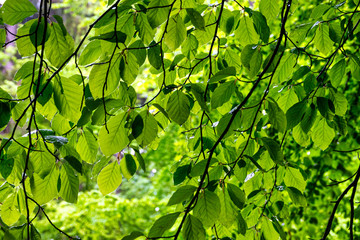 Grünes Blätterdach