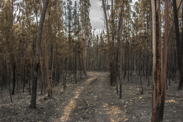 Incendio Pedrogão Grande 17 Junho 2017