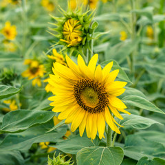 Sunflowers ready to harvest