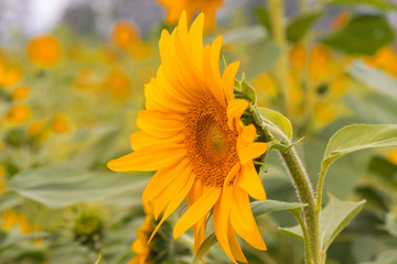 Sunflowers ready to harvest