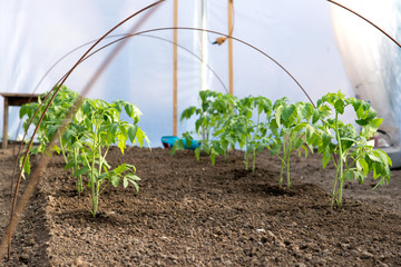 tomato seedlings growing in a greenhouse - selective focus
