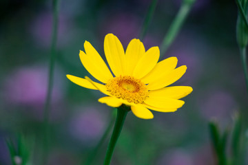 Yellow flower