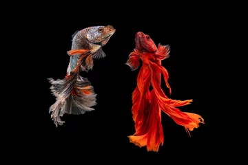  Het ontroerende moment mooi van rode siamese betta vis of fancy betta splendens vechten vis in thailand op geïsoleerde zwarte achtergrond. Thailand noemde Pla-kad of halve maan bijtende vis. © Soonthorn