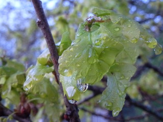 Raindrops on the green spring leaves