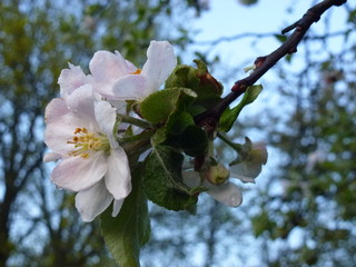 White spring flowers and green leaves on a branch
