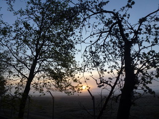 Sunrise over the trees