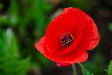 Fototapeta premium Anemon