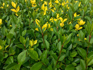 yellow-green vegetation