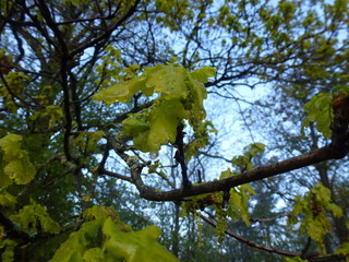 Branch of a tree with spring leaves