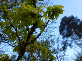 Fototapeta premium Branch of a tree with spring leaves