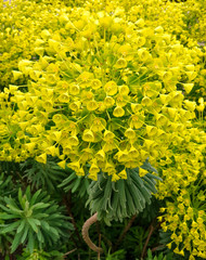 yellow gorgeous flower