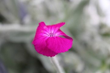 Obraz premium flowers fleurs mauve jardin plante été macro 