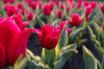 Great red tulips with dew drops