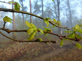 A branch with the spring leaves in the forest
