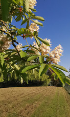 Horse chestnut tree blossom in spring with rough grass below