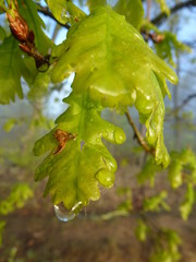 Spring leaves on the tree in the forest