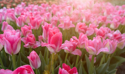 Field of pink tulips on a sunny day