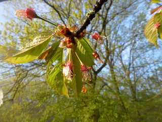 Spring flowers and leaves on the tree