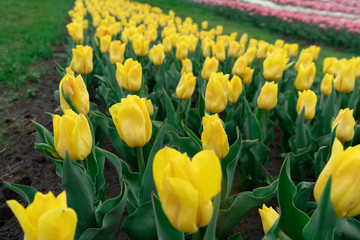 Fototapeta premium Growing tulips, field of yellow tulips