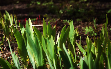 Obraz premium Green grass in the sun - lawn