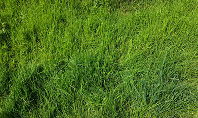 summer grass