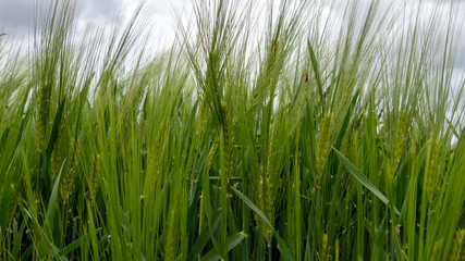 Dinkel wheat plants from frog's eye perspective