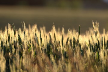 Obraz premium Rośliny na tło