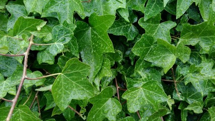 Green leaves background
