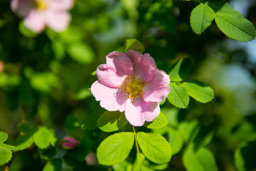 pink and white flowers of a rose hip