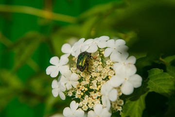 beetle on a white flower