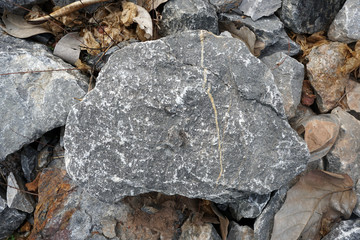 limestone rock specimen on the nature
