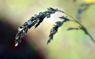 Regentropfen an einem Grashalm