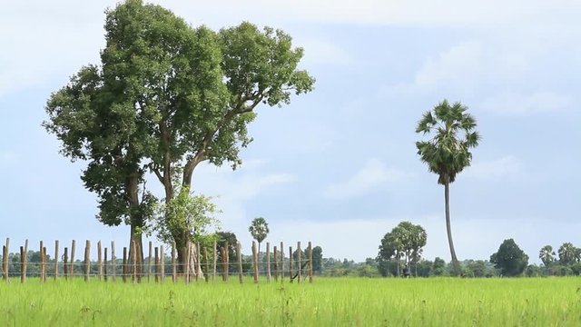Riziere Cambodge