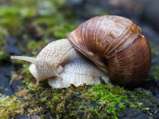 Land snail on the moss.