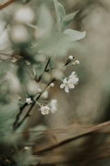 apple trees