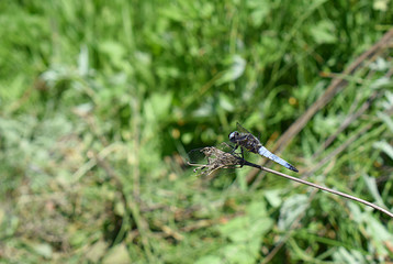 blue dragonfly sits on the grass with a green back-up