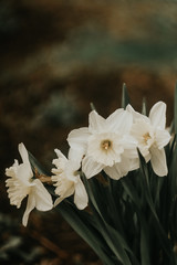 daffodil 