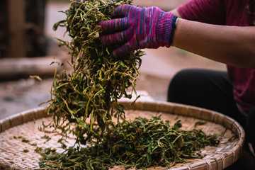 Traditional tea massage by slowly hand massage