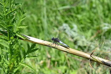 blue dragonfly sits on the grass with a green back-up