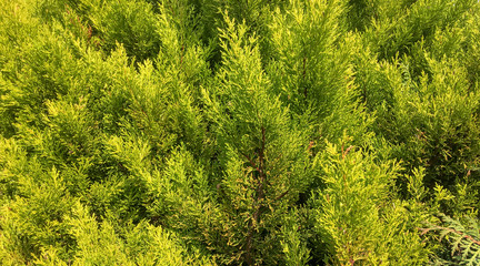 thuja texture