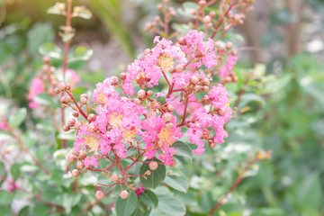 Crape myrtle, Lagerstroemia, Crape flower (Indian Lilac) with sunlight in the garden on blur nature background.