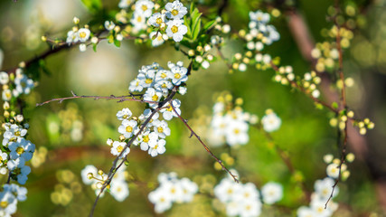 Flowering of fruit-bearing trees in spring. White Apple or cherry blossoms on a blue sky. floral background of branches with flowers. flowering plant in family Rosaceae, subgenus Cerasus. copy space