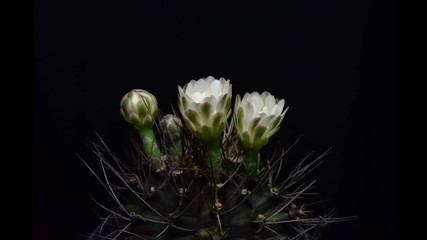 Time Lapse cactus blooming white flower on black background, Gymnocalycium cactus white flowers.