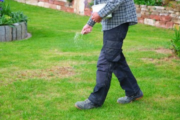 one Man farmer is fertilizing the lawn soil. male hand of worker,   Fertilizer For Lawns in...