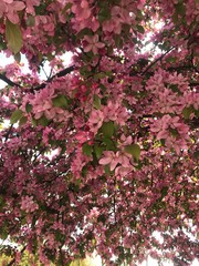 pink cherry blossom