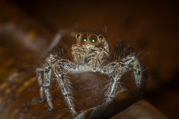 Giant spider with many eyes crawling out of the darkness